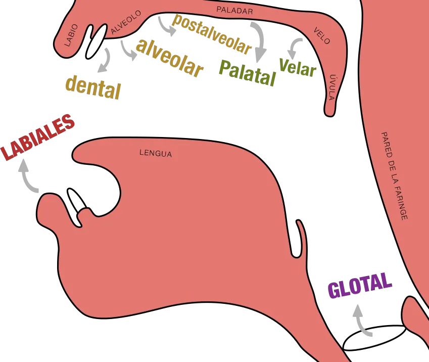 Articulación sonidos
